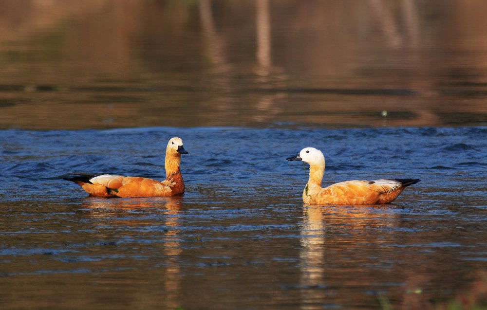 Ruddy Shelduck Couple
