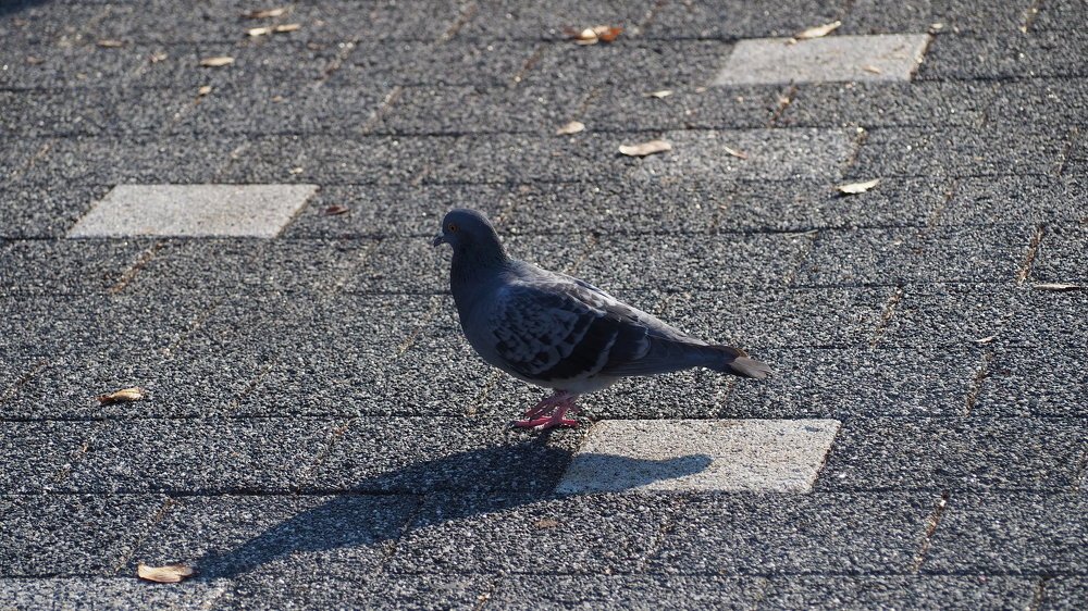 Photograph by Marianie Joanes