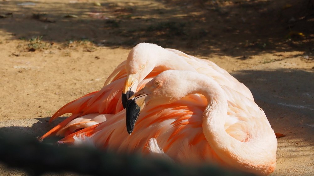 Colorful of Flamingo