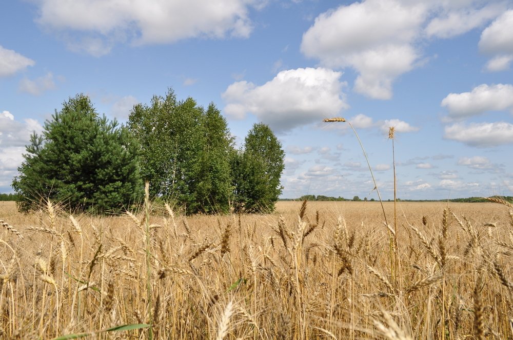 Photograph by Анастасия Обидина