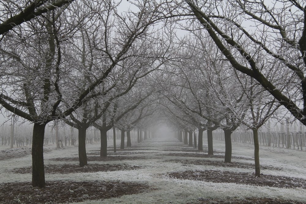 Photograph by Елена Боганова