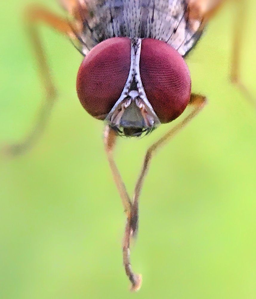 Photograph by Mohammed nizwan k Niz