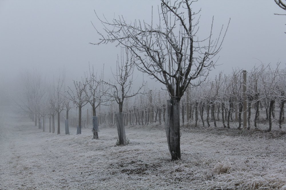 Photograph by Елена Боганова