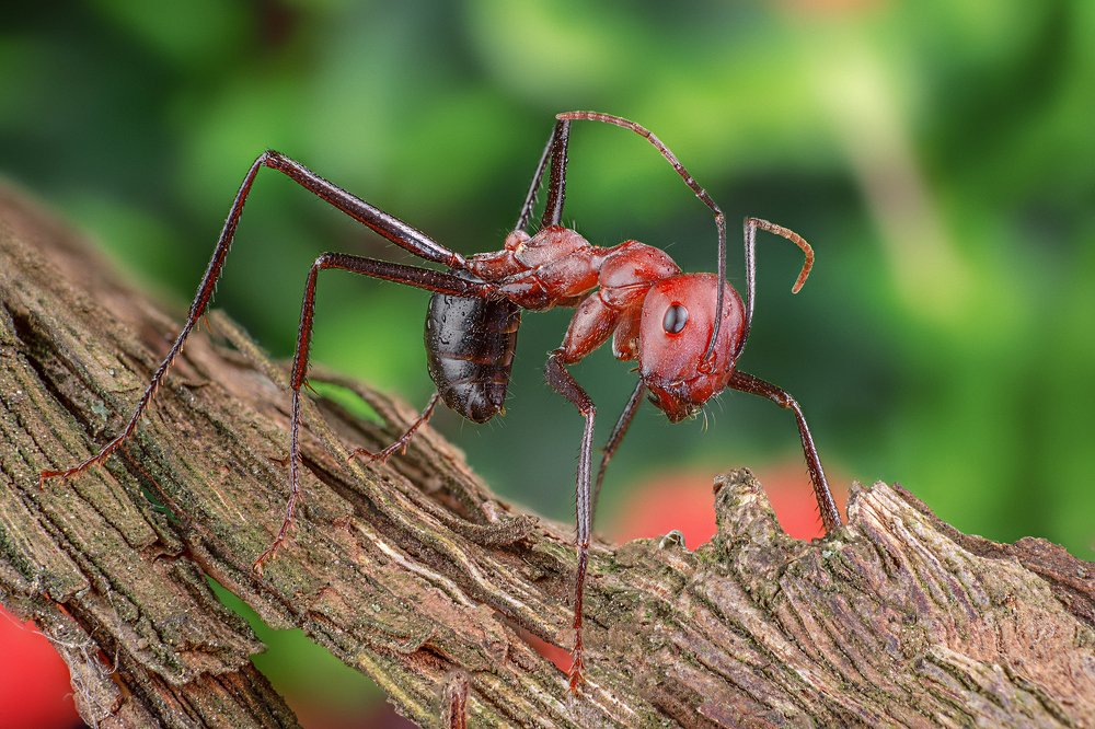 Photograph by Nikolozi Meskhi