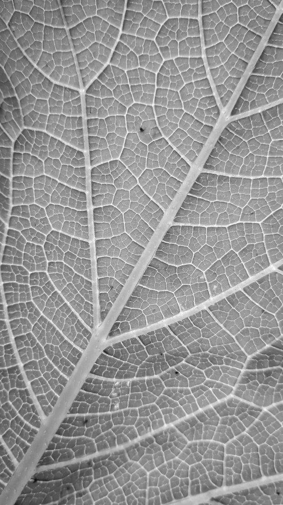 Leaf veins