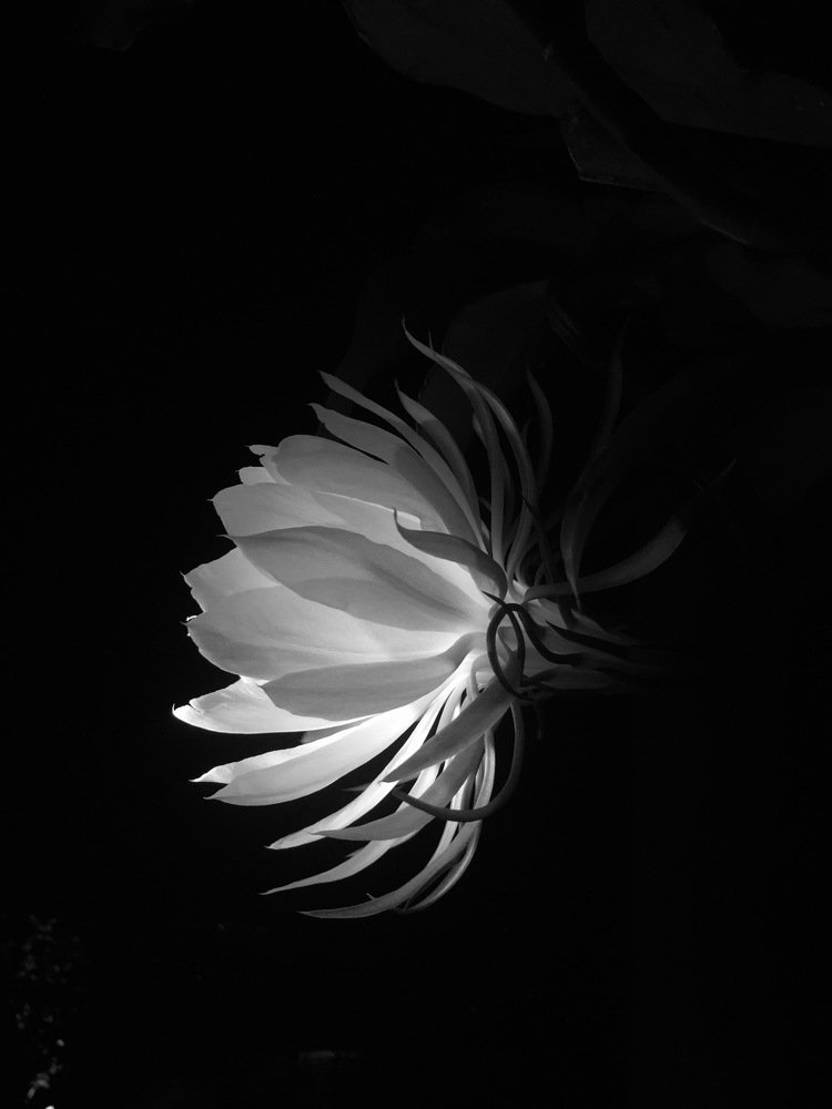 Photograph by Roula Chehab