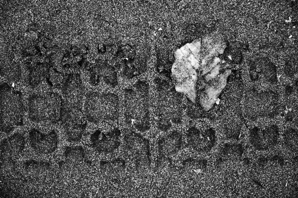 Photograph by Alireza khazaei