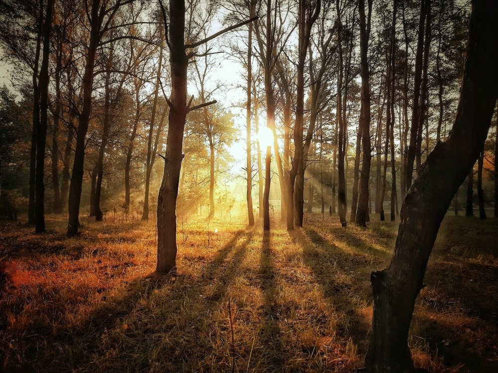 Лес в лучах солнца