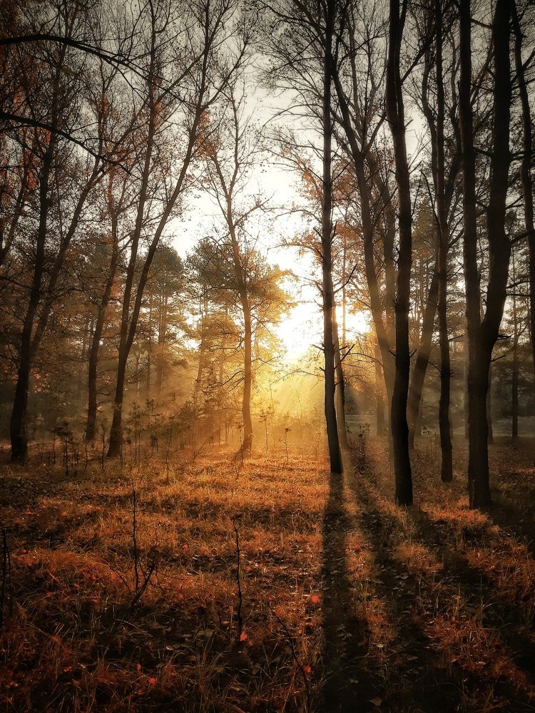 Утренний лес
