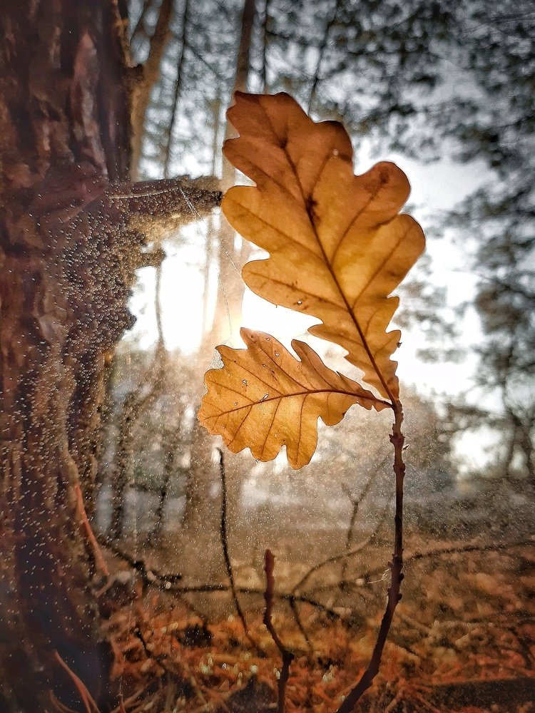 Лесная свежесть