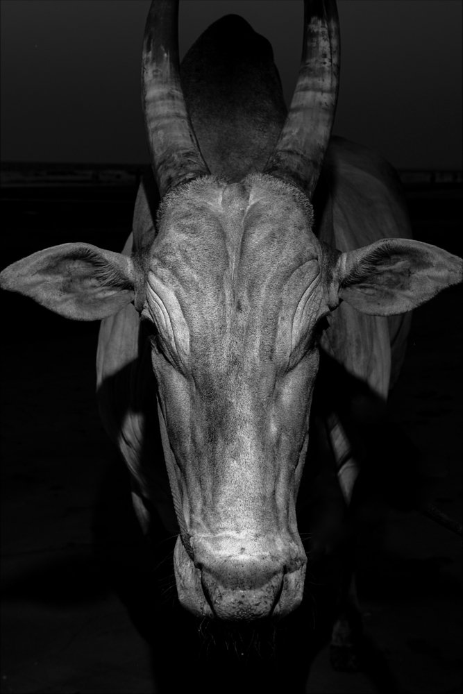 Photograph by Олег Кормашов