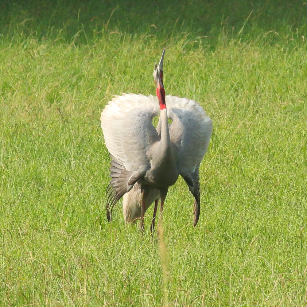 Serenading Sarus Cranes