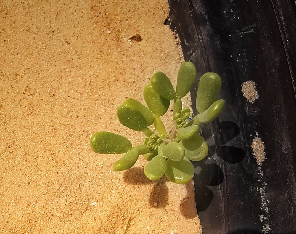 Photograph by Fouad AL-Basha