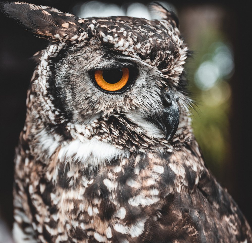 Cape Eagle Owl