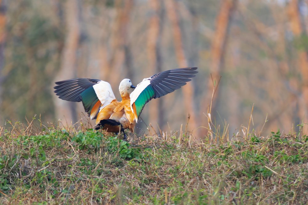Ruddy Shelduck  ready to take off