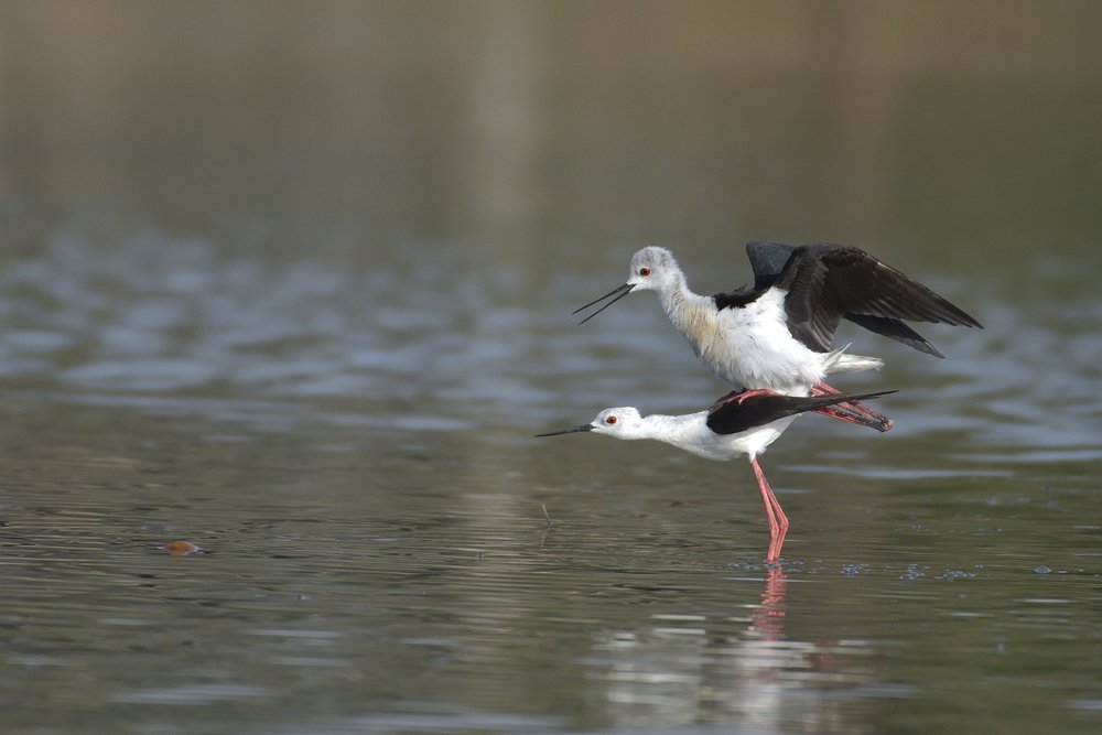 Black Winged Stilt