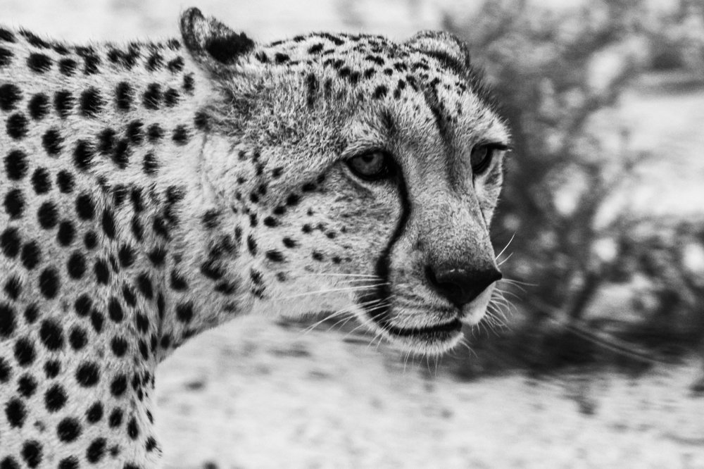 Photograph by Игорь Калинин