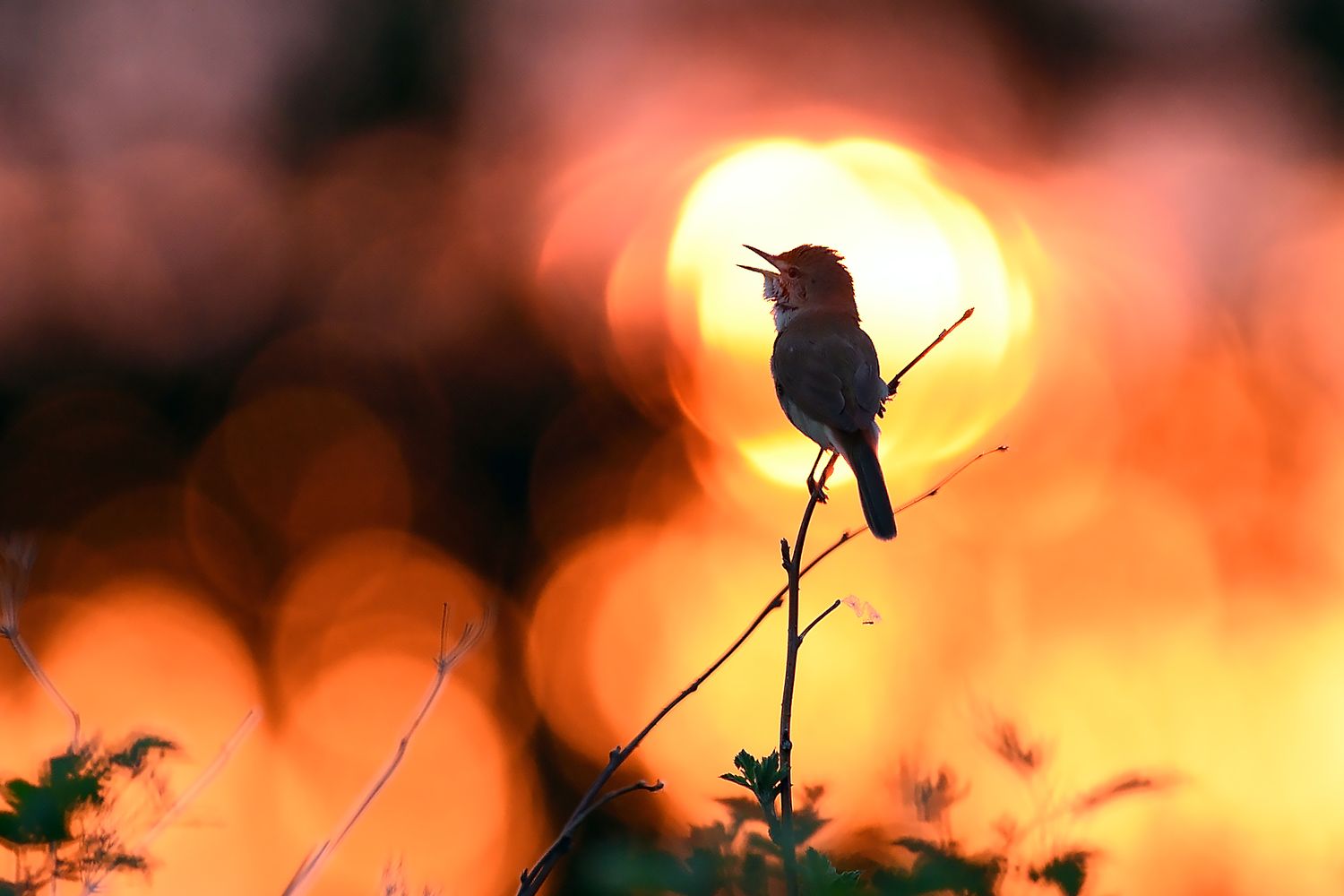 Славка серая.