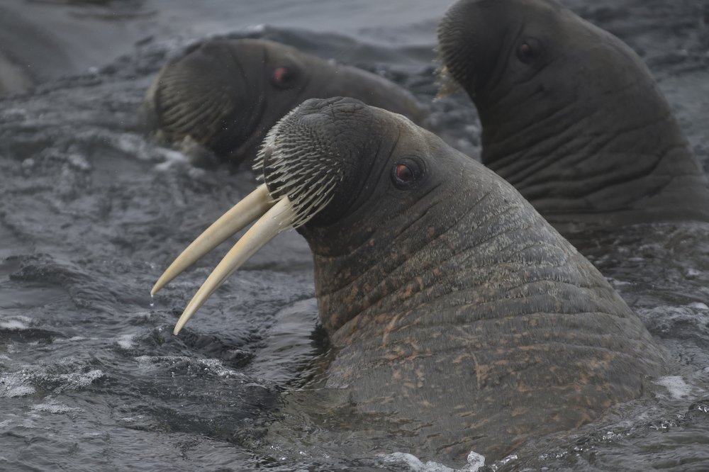 Photograph by Алекс Ежов