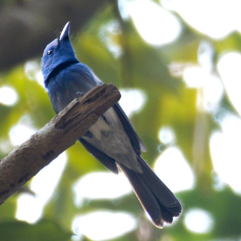 Photograph by Rifat Hossain