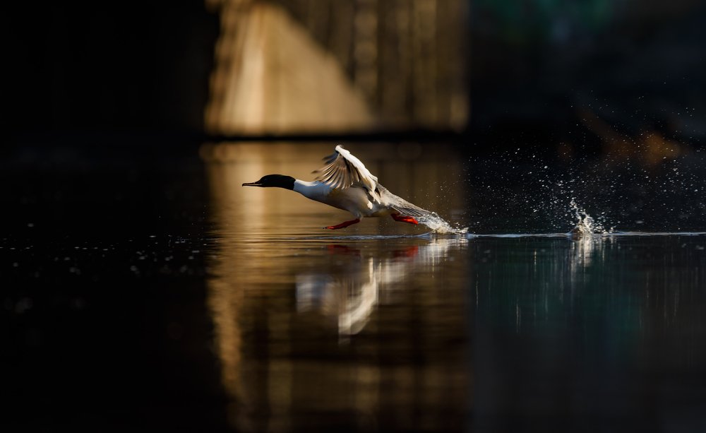 Крохаль на разбеге.