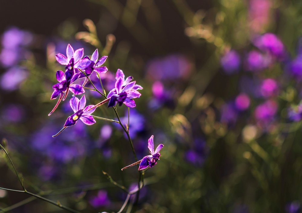 Photograph by Anna Doncila