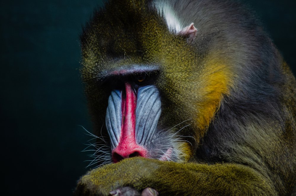 Photograph by Кирилл Савенко