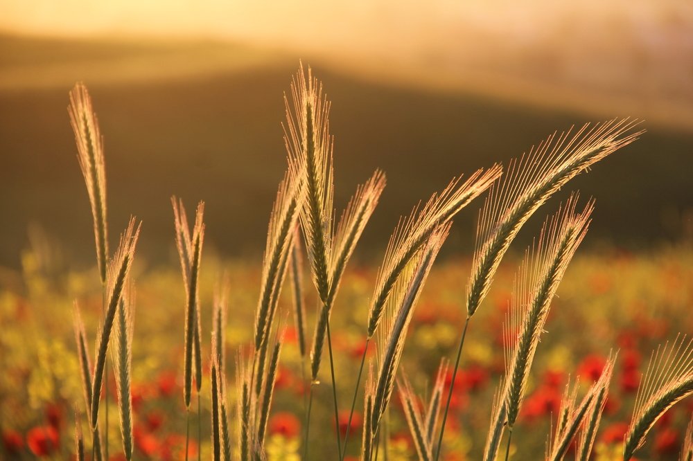 Пшеница в маковом поле