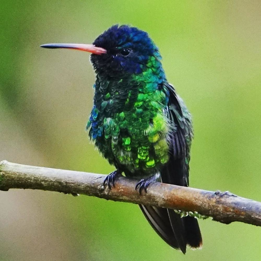 Una joya que respira