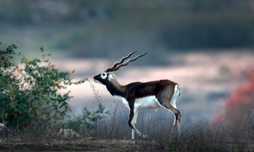 Photograph by Mohnish Kr Kharwar