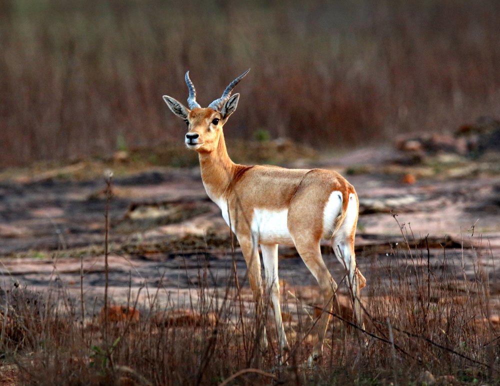 Photograph by Mohnish Kr Kharwar