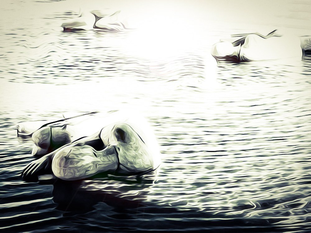 Photograph by Barbara cau