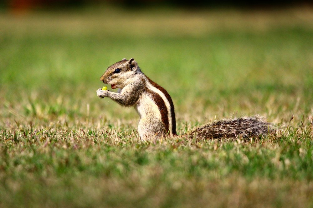 Photograph by Mohnish Kr Kharwar