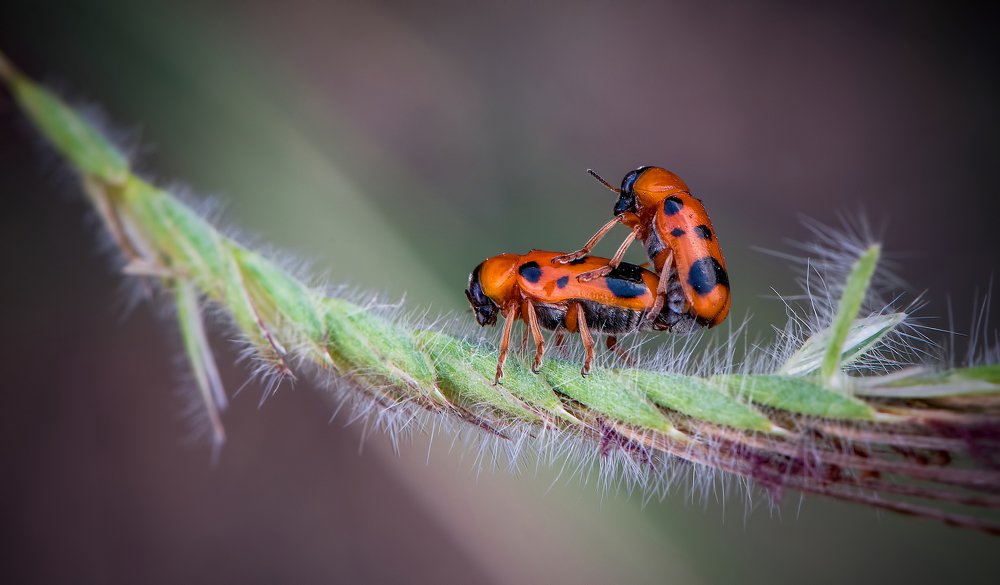 Фотография автора Durgaprasad Mylawaram