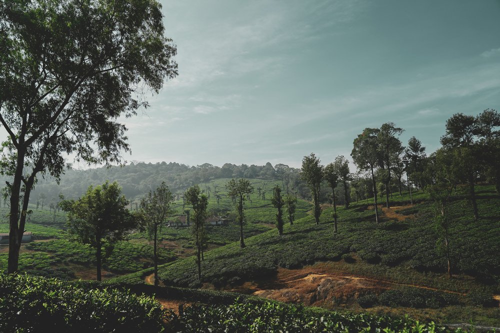 Photograph by Muhammed Sooraj S V