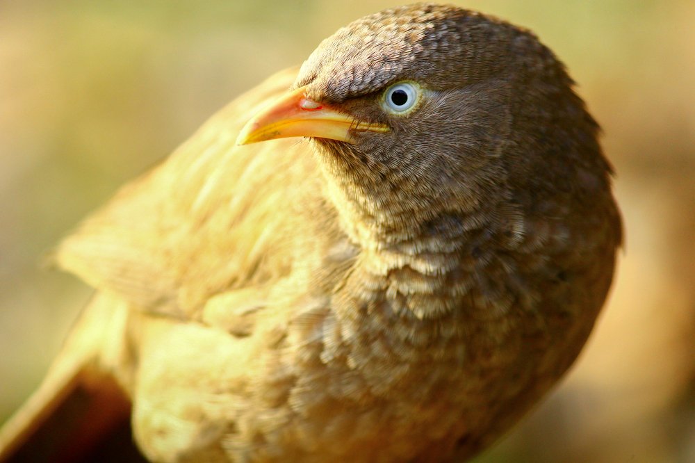 Photograph by Mohnish Kr Kharwar