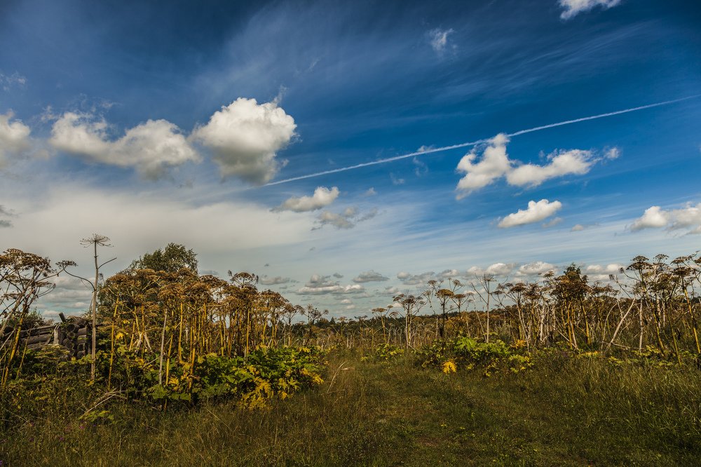 День триффидов