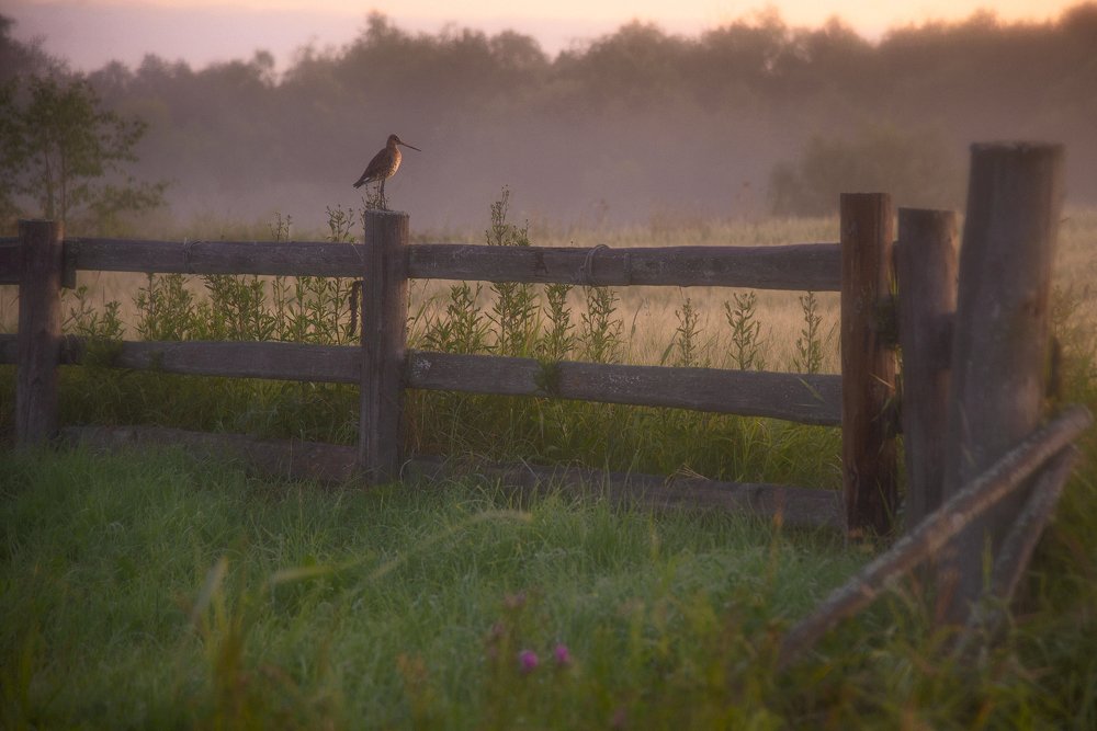 Страж рассвета