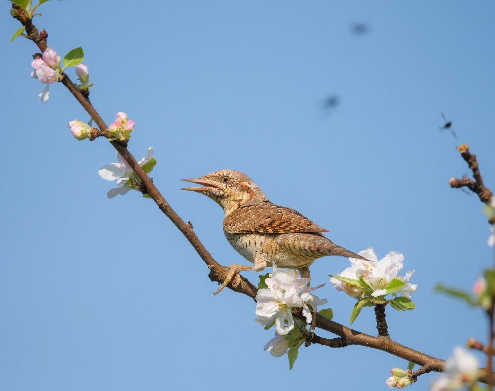Потомок птеродактилей
