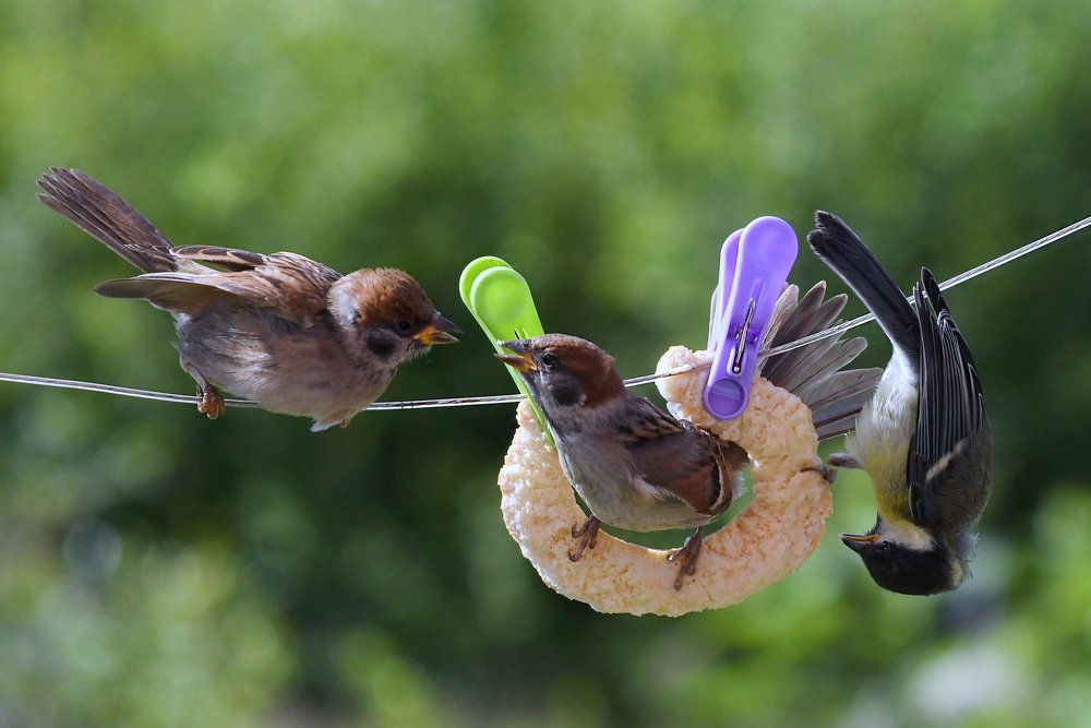 Желторотики..