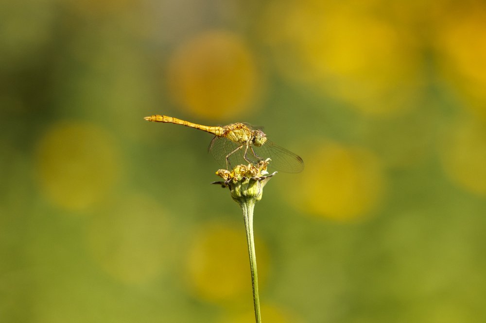 Photograph by Efremenko Nikita