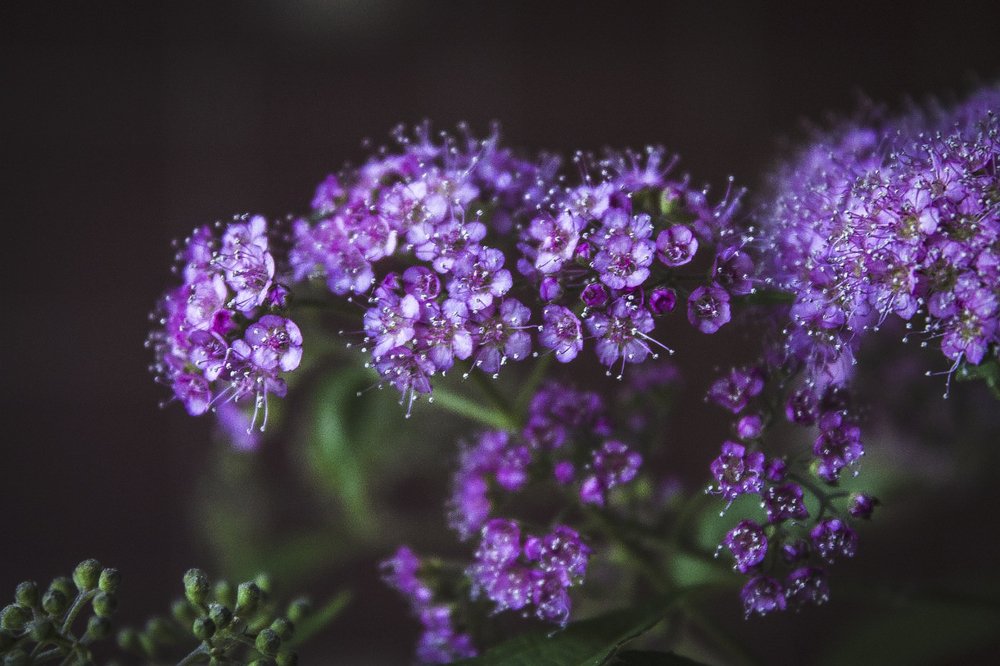 Photograph by Галина Шеватурина