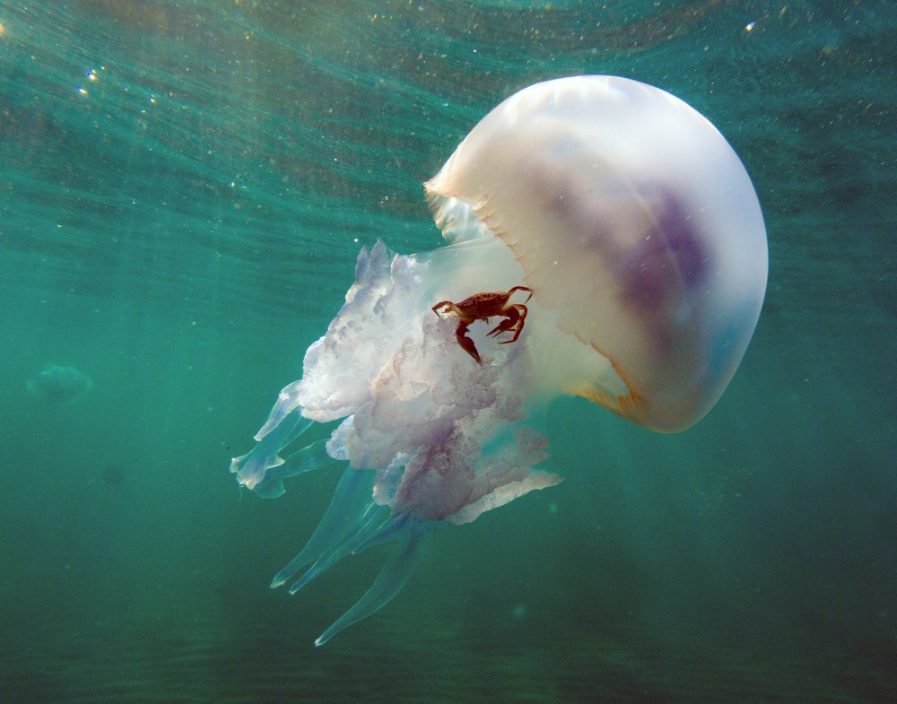 Подводный Аэронавт