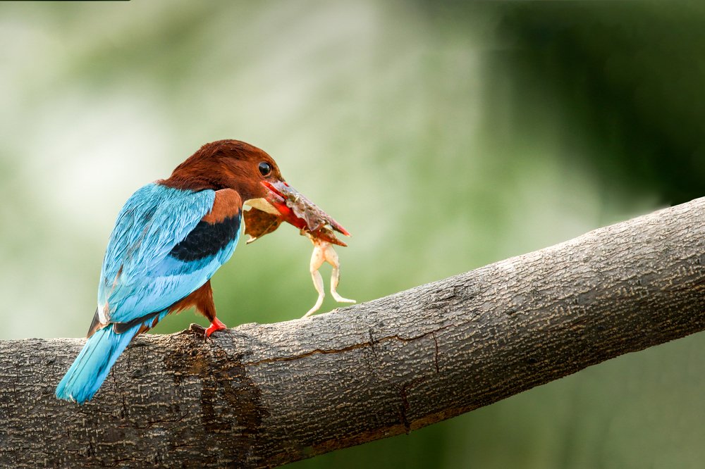 Photograph by Mohnish Kr Kharwar