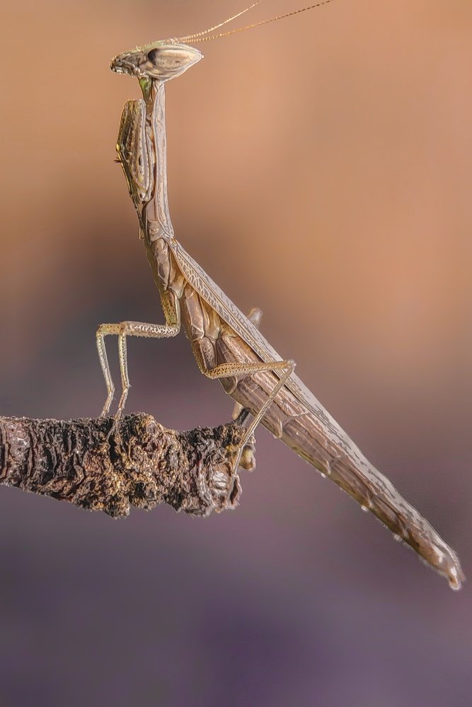 Photograph by sandhya kudli