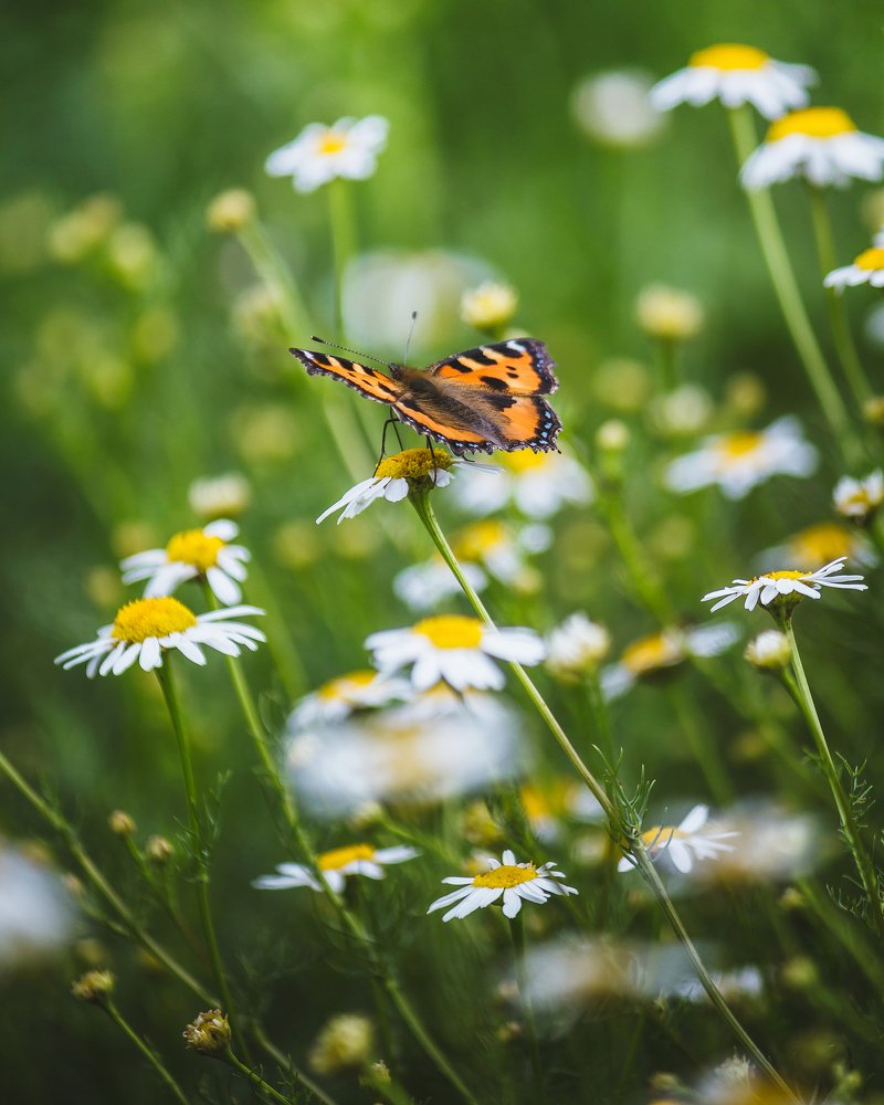 Photograph by Никита Курбатов