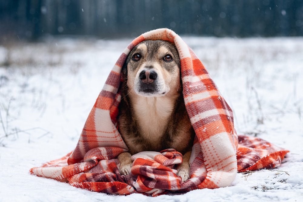 Photograph by Евгений Крутиков