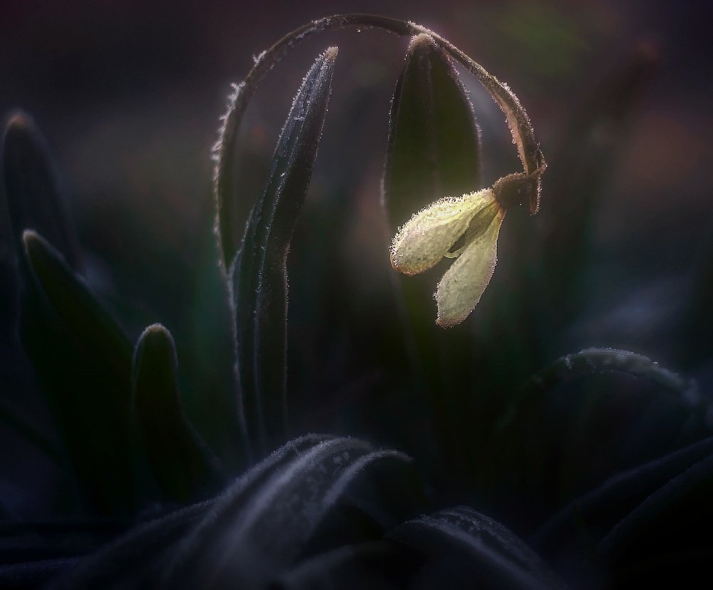 Пробуждение