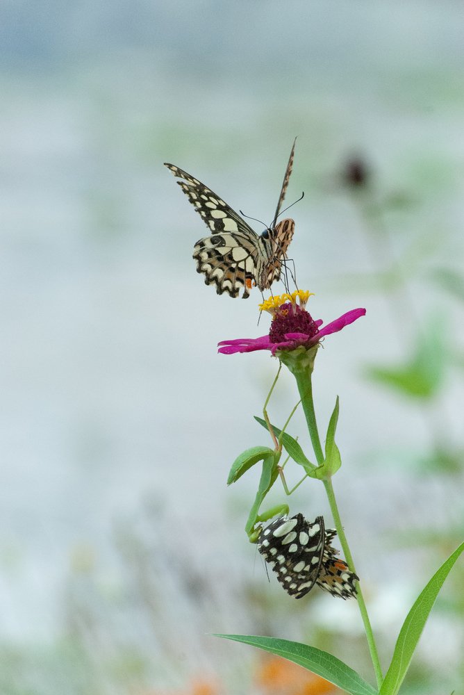 Photograph by Yusak priyanto