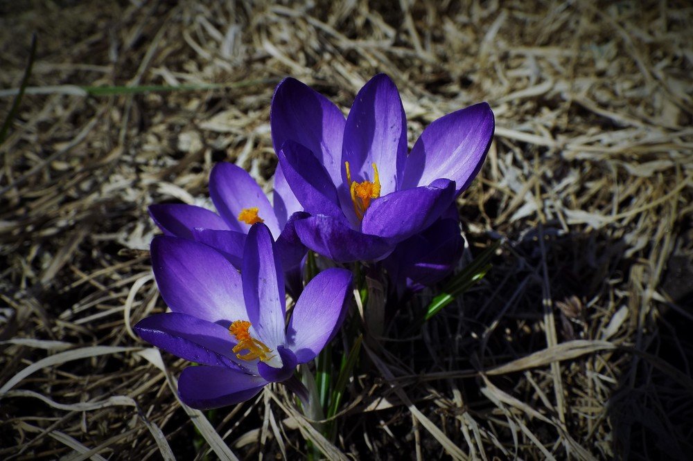 Фотография автора Виктор Конев